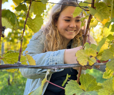 Young woman smiling while picking grapes in a vineyard for wine production.