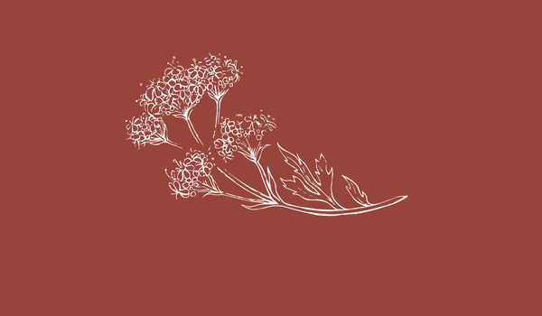 Elegant white illustration of a wine glass with herbs on a brown background, representing Bos Wine's natural and artisanal wi.