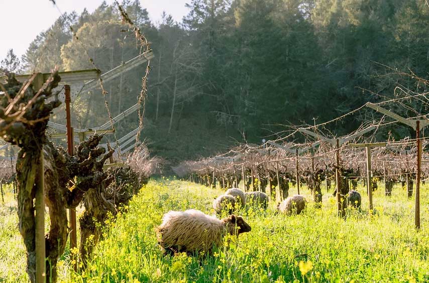 Sheep grazing in a vineyard during spring at Bos Wine winery.